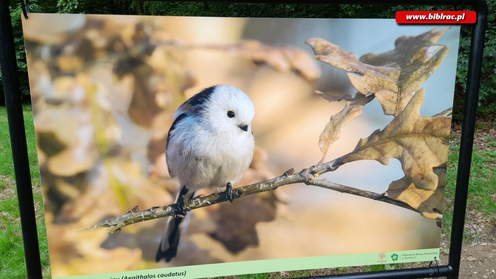 Zdjęcie w galerii na portalu naszraciborz.pl: Biblioteczny Klub w Zaczarowanym Ogrodzie wiadomości z regionu