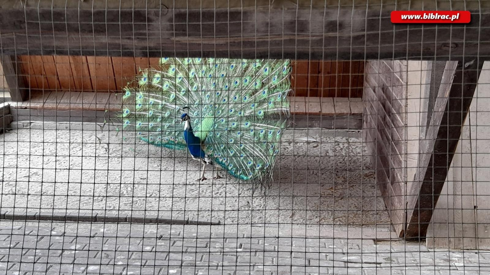 Zdjęcie w galerii na portalu naszraciborz.pl: Biblioteczny Klub w Zaczarowanym Ogrodzie wiadomości z regionu