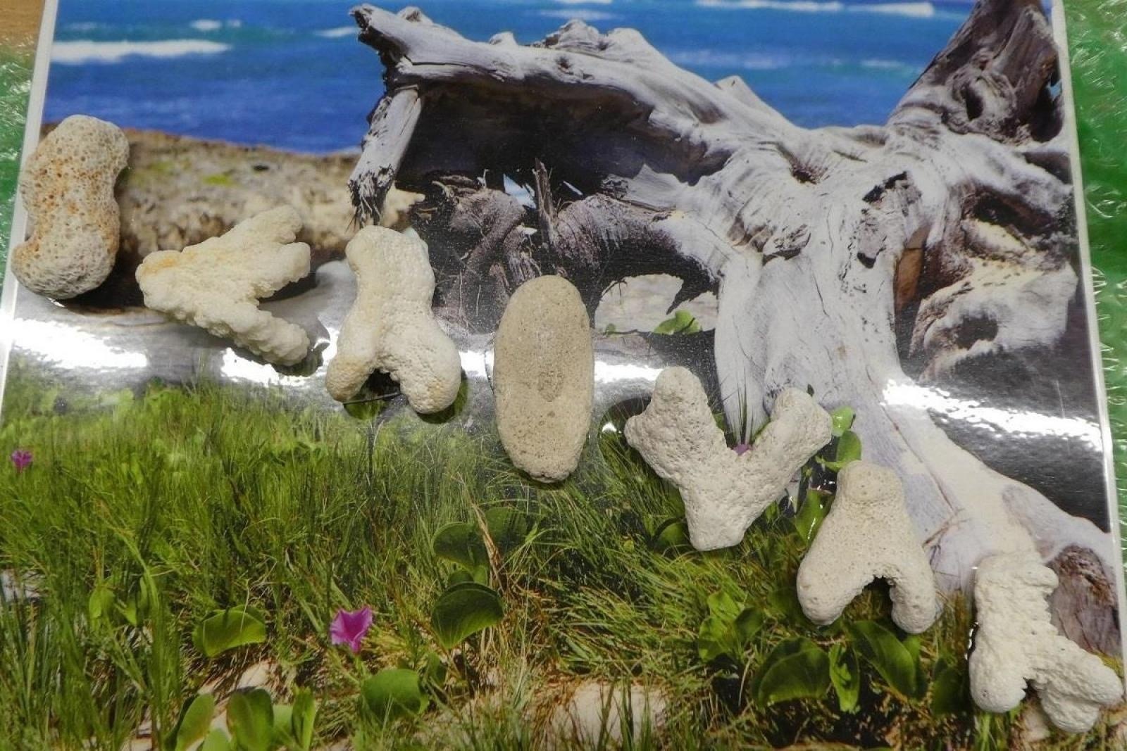 Zdjęcie w galerii na portalu naszraciborz.pl: Jak nie zostać wakacyjnym przemytnikiem [LISTA RZECZY ZABRONIONYCH] wiadomości z regionu