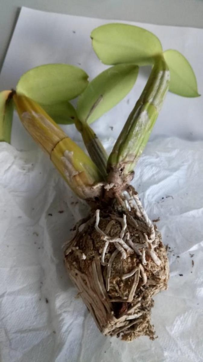 Zdjęcie w galerii na portalu naszraciborz.pl: Jak nie zostać wakacyjnym przemytnikiem [LISTA RZECZY ZABRONIONYCH] wiadomości z regionu