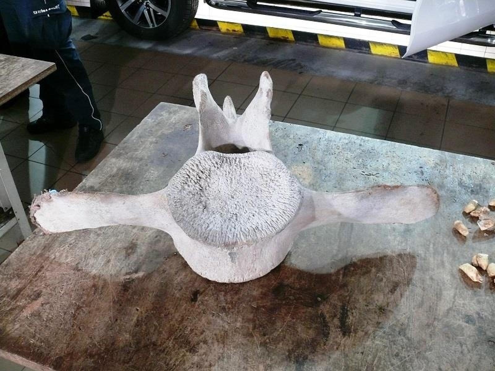 Zdjęcie w galerii na portalu naszraciborz.pl: Jak nie zostać wakacyjnym przemytnikiem [LISTA RZECZY ZABRONIONYCH] wiadomości z regionu