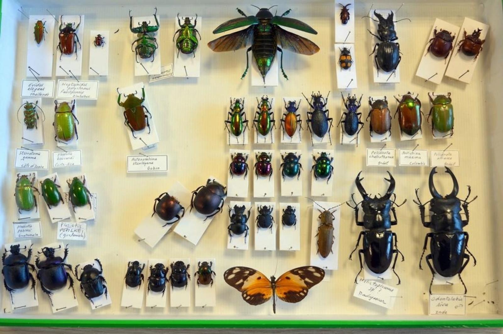 Zdjęcie w galerii na portalu naszraciborz.pl: Jak nie zostać wakacyjnym przemytnikiem [LISTA RZECZY ZABRONIONYCH] wiadomości z regionu