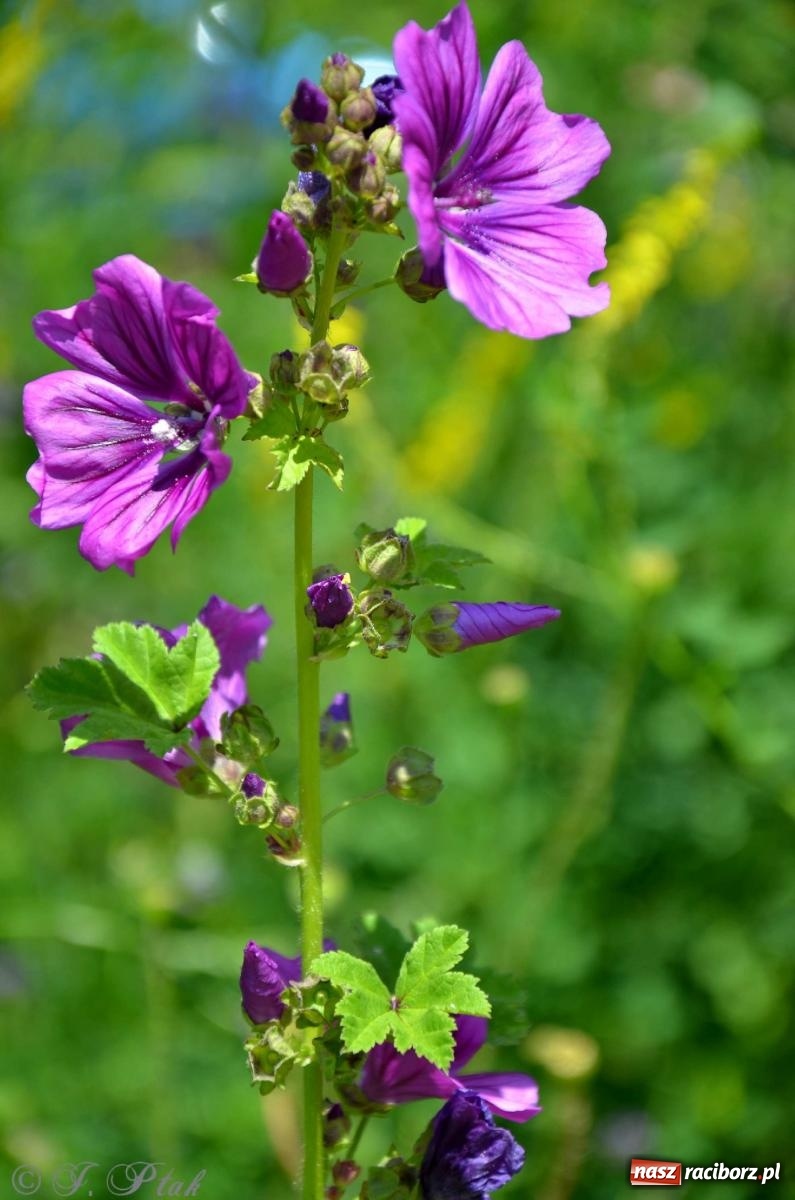 Zdjęcie w galerii na portalu naszraciborz.pl: Asfalciarnia i teren w Studziennej – mieszkańcy sobie nie życzą! wiadomości z regionu