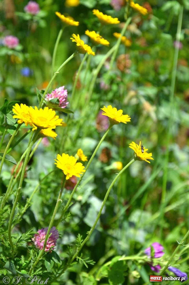 Zdjęcie w galerii na portalu naszraciborz.pl: Asfalciarnia i teren w Studziennej – mieszkańcy sobie nie życzą! wiadomości z regionu