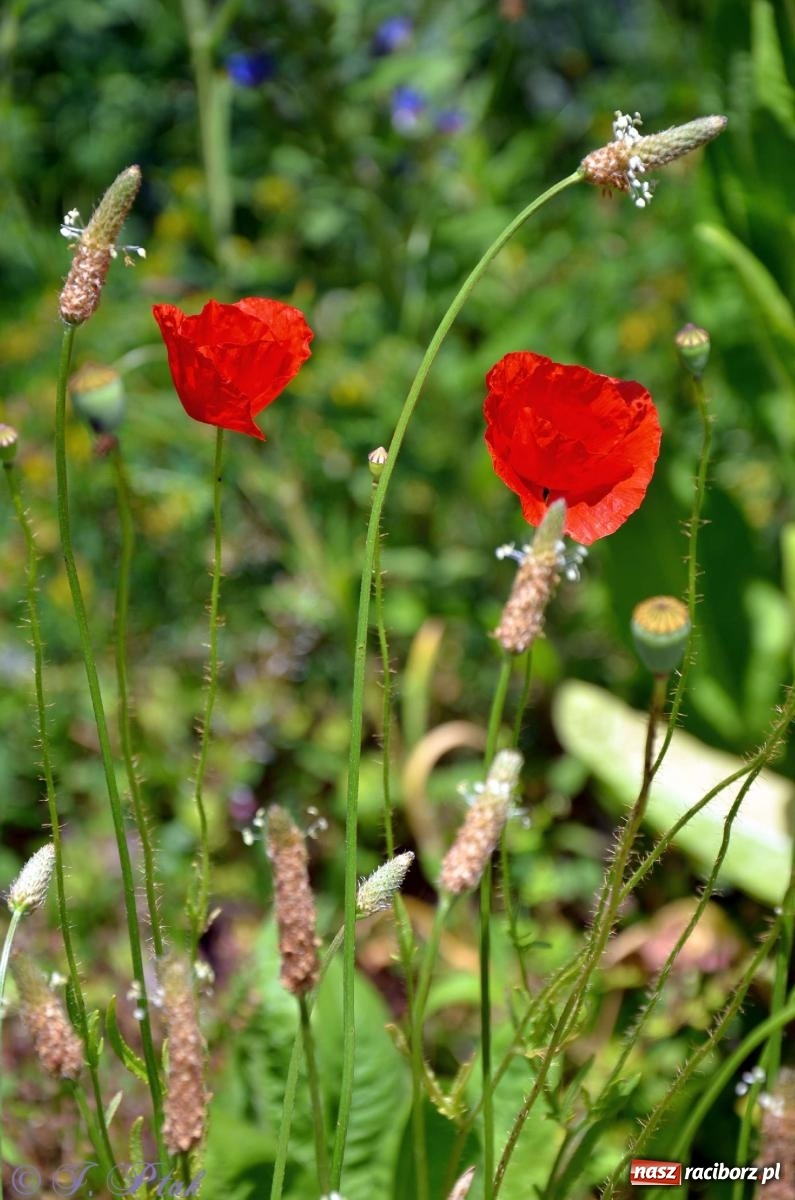 Zdjęcie w galerii na portalu naszraciborz.pl: Asfalciarnia i teren w Studziennej – mieszkańcy sobie nie życzą! wiadomości z regionu