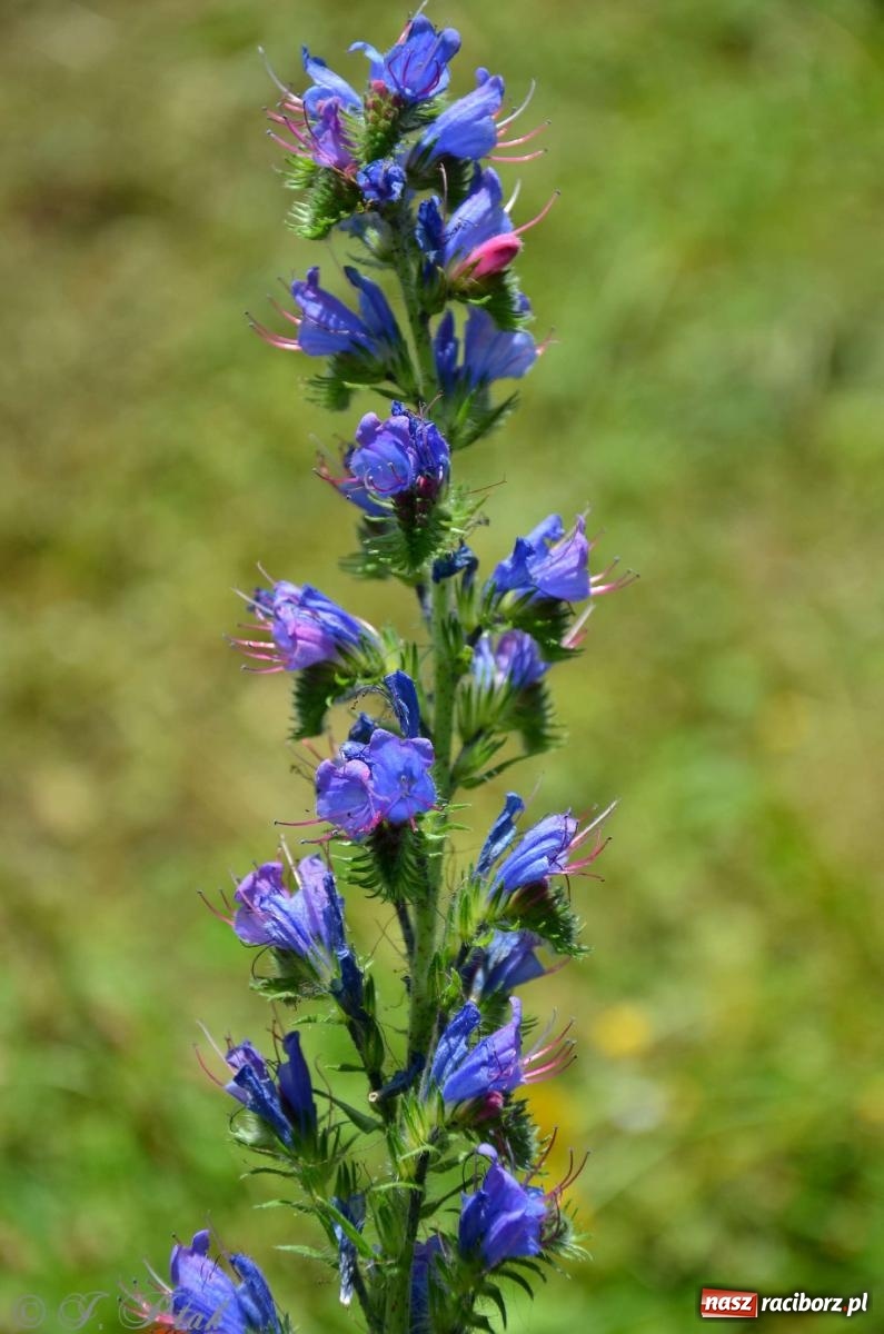 Zdjęcie w galerii na portalu naszraciborz.pl: Asfalciarnia i teren w Studziennej – mieszkańcy sobie nie życzą! wiadomości z regionu