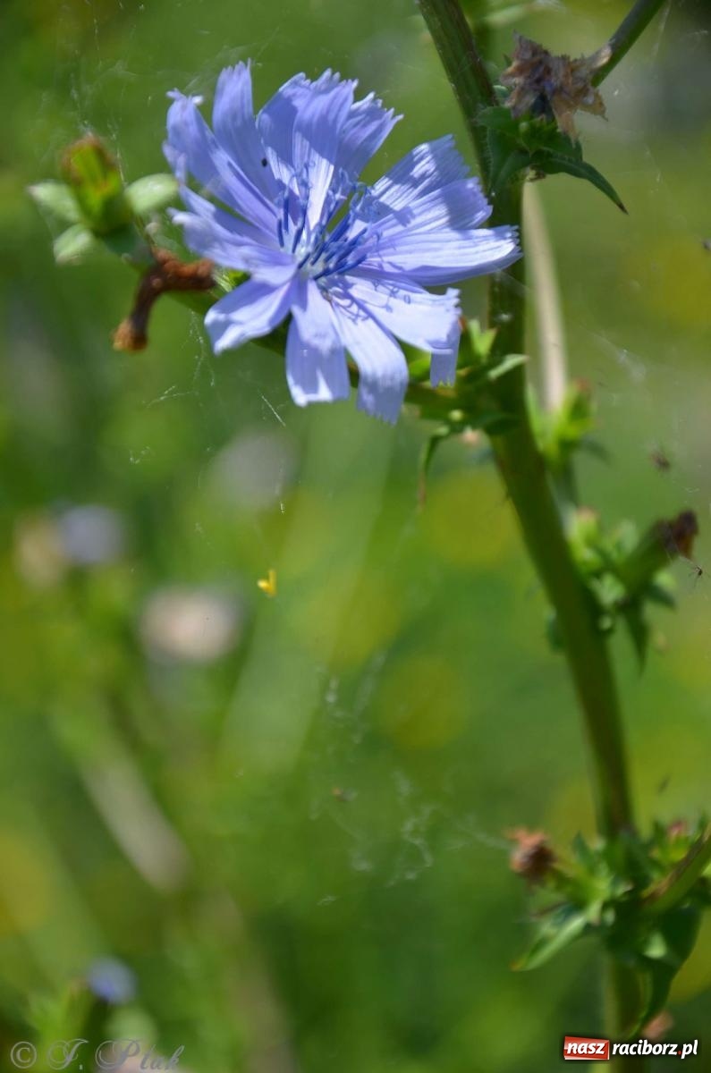 Zdjęcie w galerii na portalu naszraciborz.pl: Asfalciarnia i teren w Studziennej – mieszkańcy sobie nie życzą! wiadomości z regionu