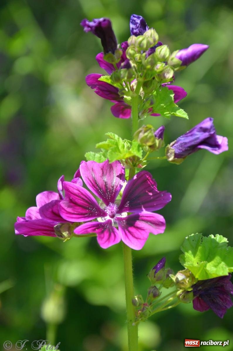 Zdjęcie w galerii na portalu naszraciborz.pl: Asfalciarnia i teren w Studziennej – mieszkańcy sobie nie życzą! wiadomości z regionu