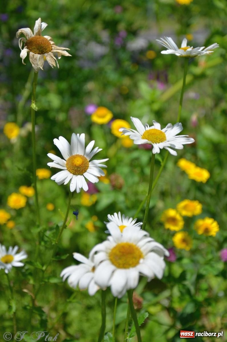 Zdjęcie w galerii na portalu naszraciborz.pl: Asfalciarnia i teren w Studziennej – mieszkańcy sobie nie życzą! wiadomości z regionu