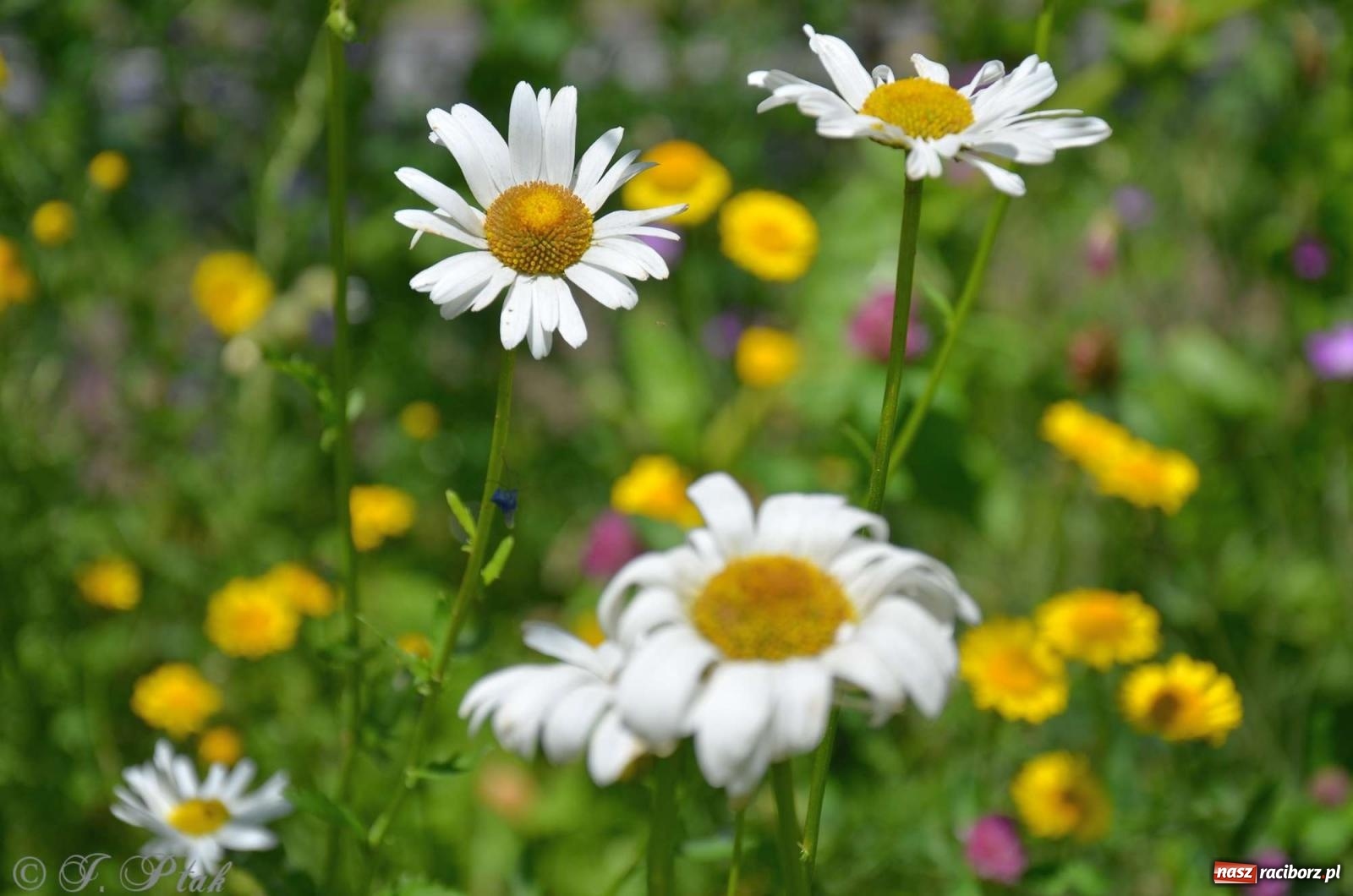 Zdjęcie w galerii na portalu naszraciborz.pl: Asfalciarnia i teren w Studziennej – mieszkańcy sobie nie życzą! wiadomości z regionu