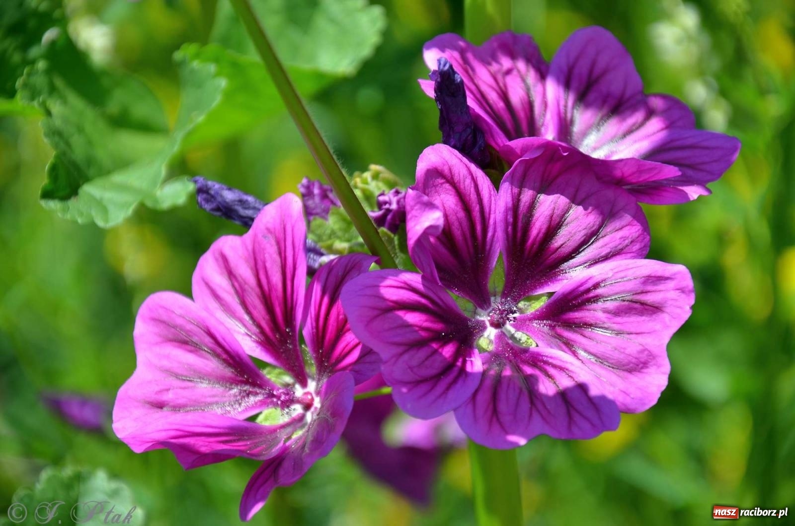 Zdjęcie w galerii na portalu naszraciborz.pl: Asfalciarnia i teren w Studziennej – mieszkańcy sobie nie życzą! wiadomości z regionu