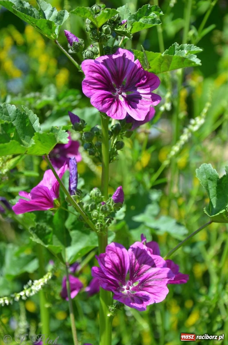 Zdjęcie w galerii na portalu naszraciborz.pl: Asfalciarnia i teren w Studziennej – mieszkańcy sobie nie życzą! wiadomości z regionu