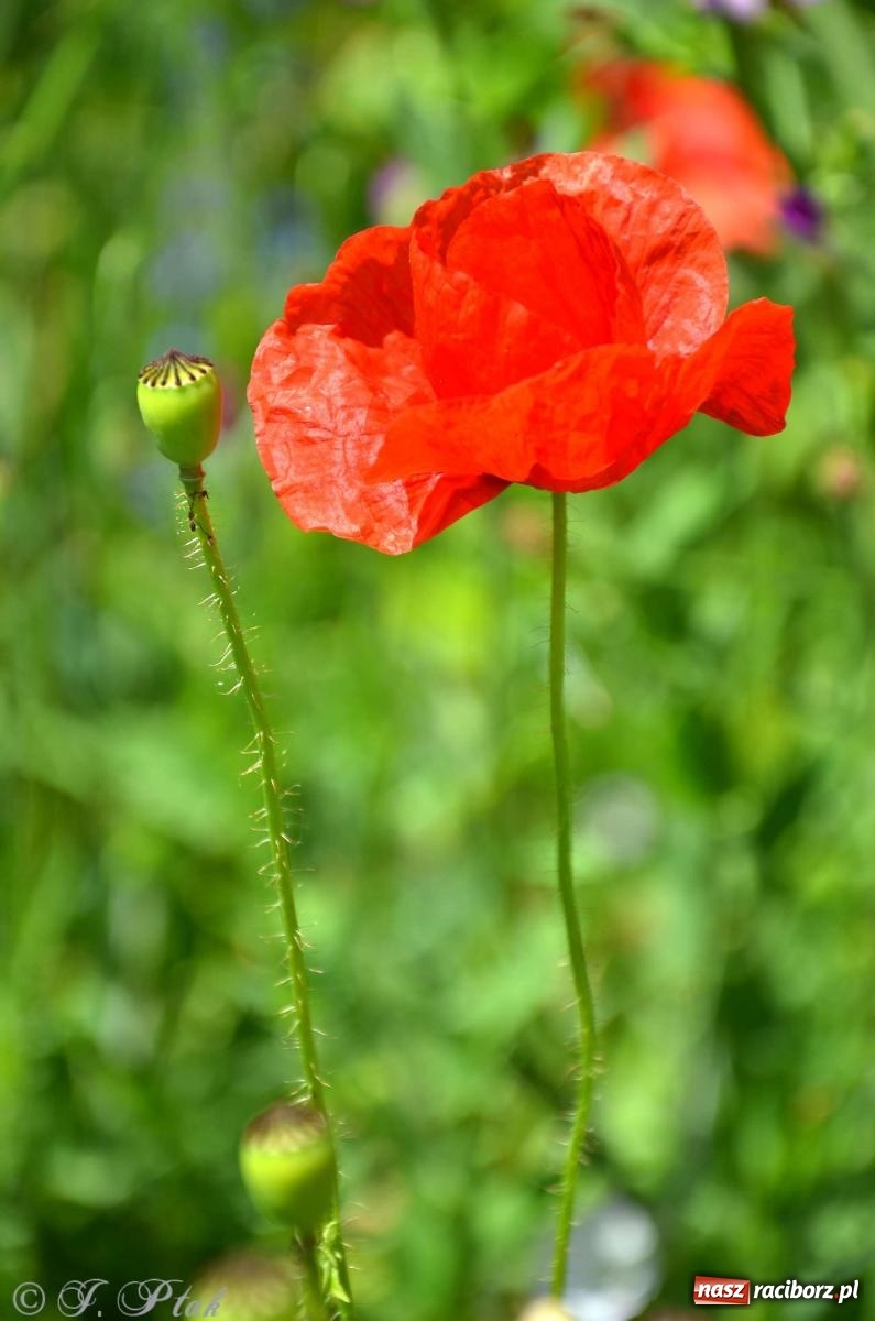 Zdjęcie w galerii na portalu naszraciborz.pl: Asfalciarnia i teren w Studziennej – mieszkańcy sobie nie życzą! wiadomości z regionu