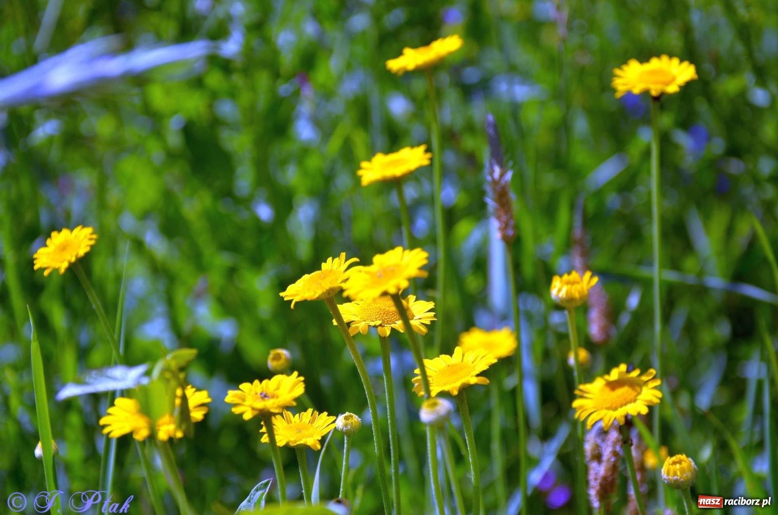 Zdjęcie w galerii na portalu naszraciborz.pl: Asfalciarnia i teren w Studziennej – mieszkańcy sobie nie życzą! wiadomości z regionu