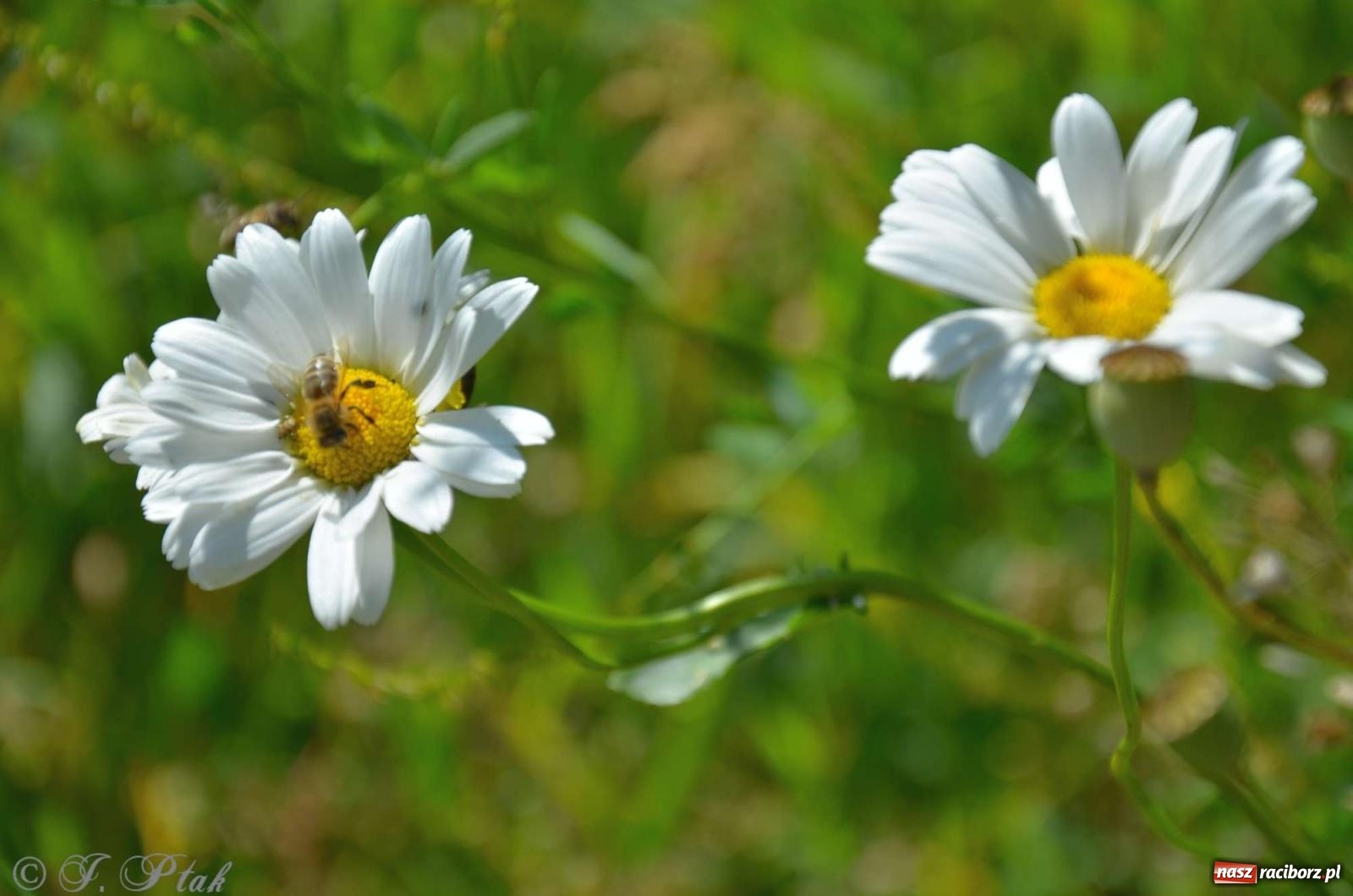 Zdjęcie w galerii na portalu naszraciborz.pl: Asfalciarnia i teren w Studziennej – mieszkańcy sobie nie życzą! wiadomości z regionu
