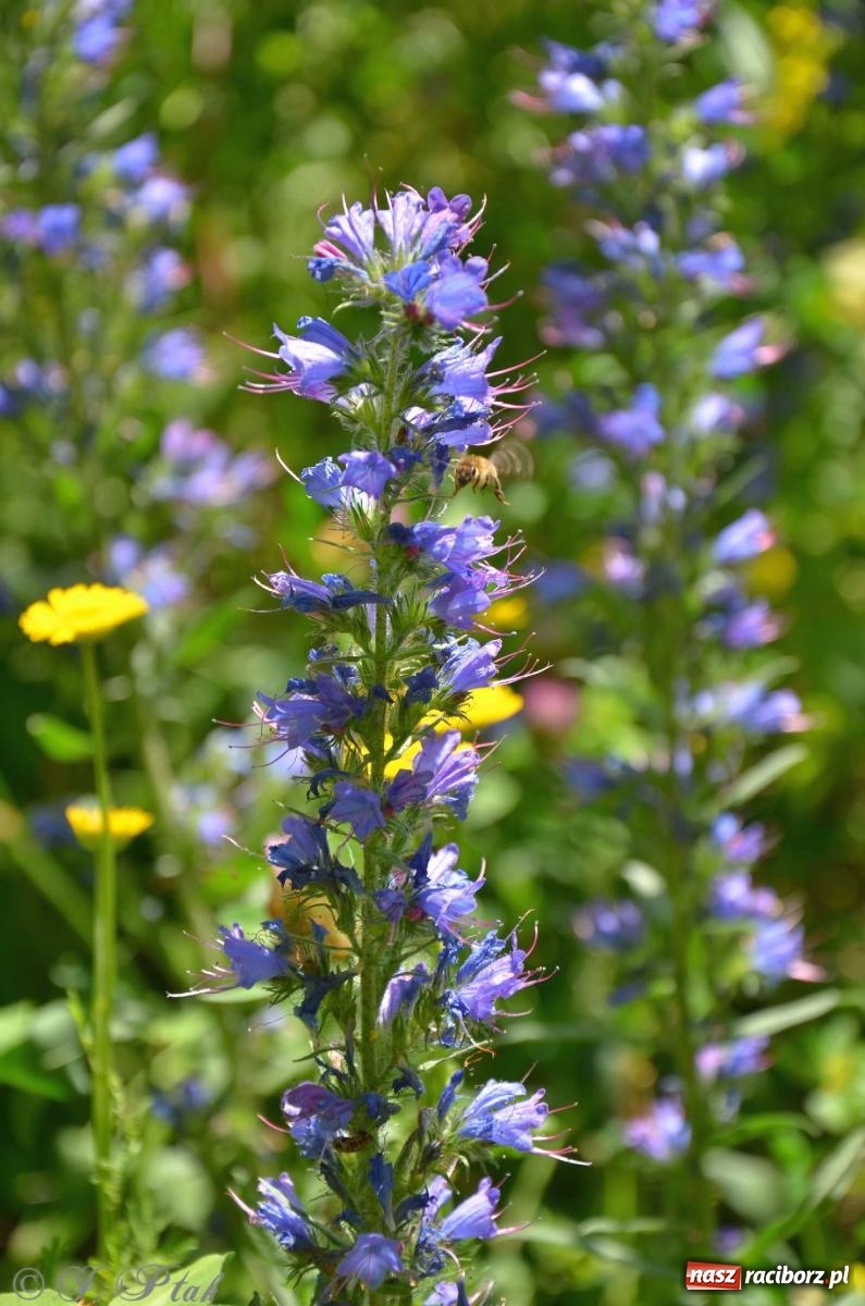 Zdjęcie w galerii na portalu naszraciborz.pl: Asfalciarnia i teren w Studziennej – mieszkańcy sobie nie życzą! wiadomości z regionu