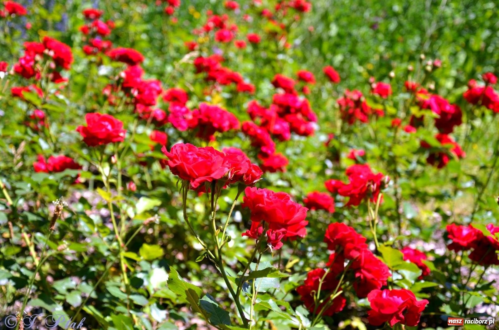 Zdjęcie w galerii na portalu naszraciborz.pl: Asfalciarnia i teren w Studziennej – mieszkańcy sobie nie życzą! wiadomości z regionu