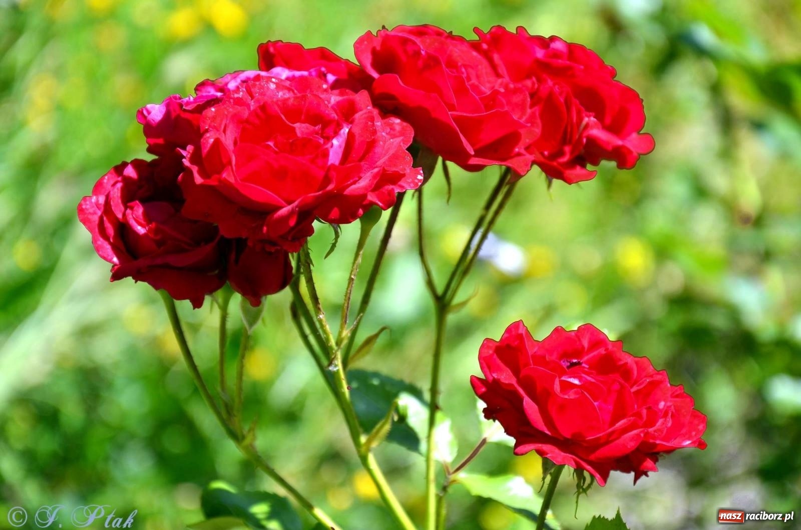 Zdjęcie w galerii na portalu naszraciborz.pl: Asfalciarnia i teren w Studziennej – mieszkańcy sobie nie życzą! wiadomości z regionu