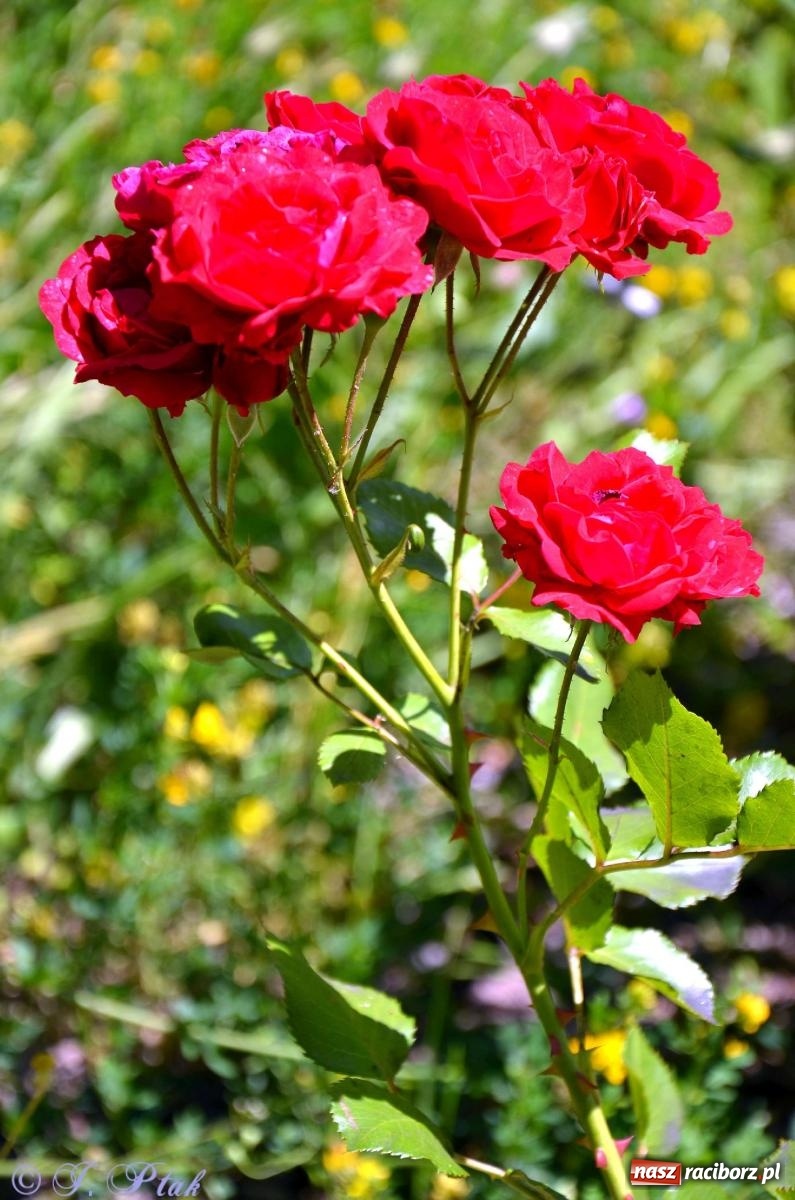 Zdjęcie w galerii na portalu naszraciborz.pl: Asfalciarnia i teren w Studziennej – mieszkańcy sobie nie życzą! wiadomości z regionu