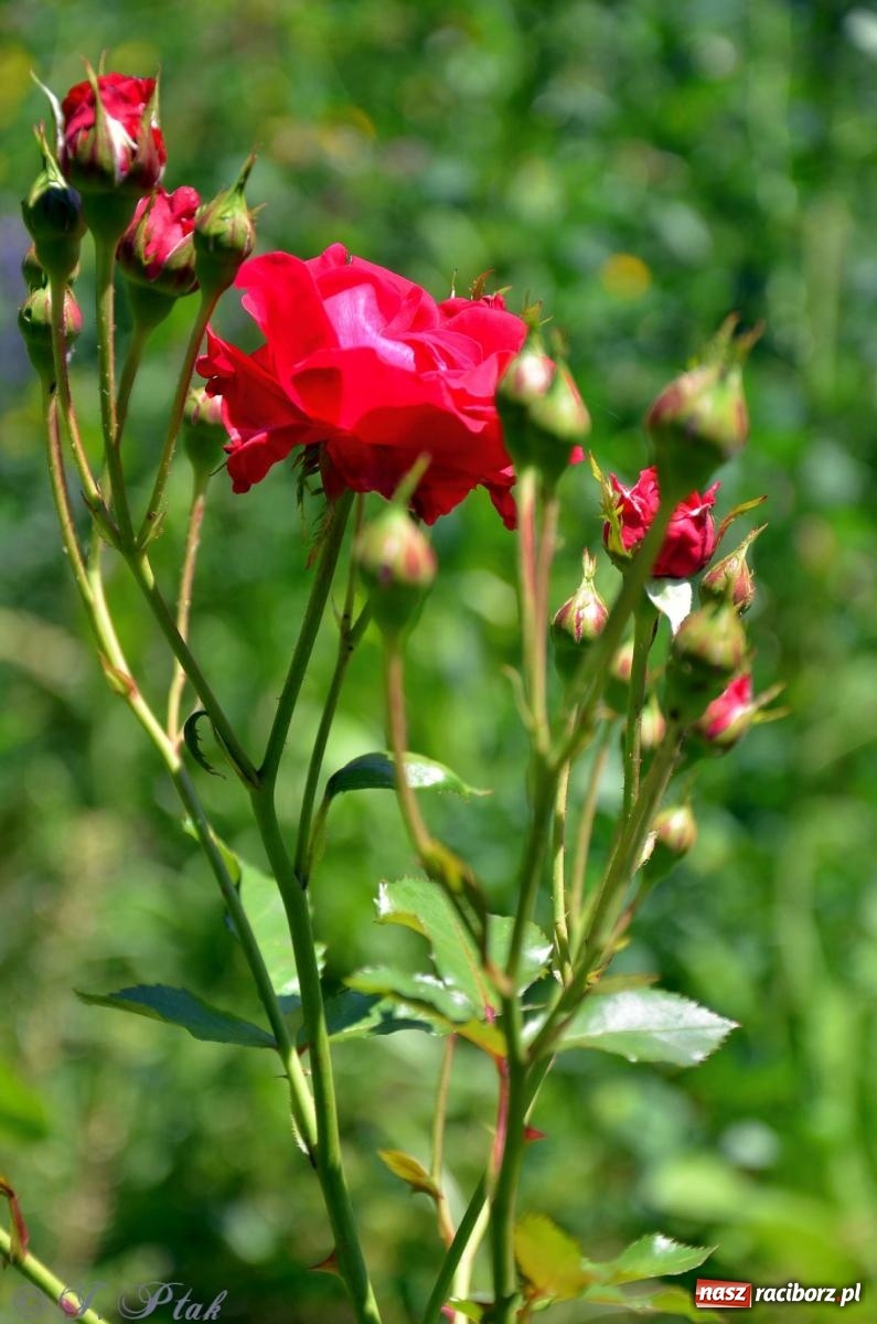 Zdjęcie w galerii na portalu naszraciborz.pl: Asfalciarnia i teren w Studziennej – mieszkańcy sobie nie życzą! wiadomości z regionu