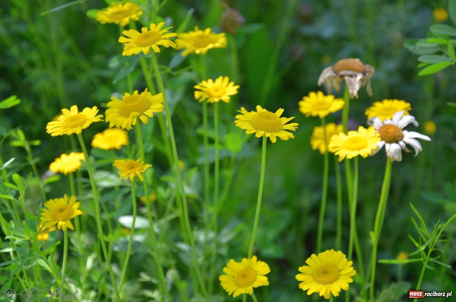 Zdjęcie w galerii na portalu naszraciborz.pl: Asfalciarnia i teren w Studziennej – mieszkańcy sobie nie życzą! wiadomości z regionu