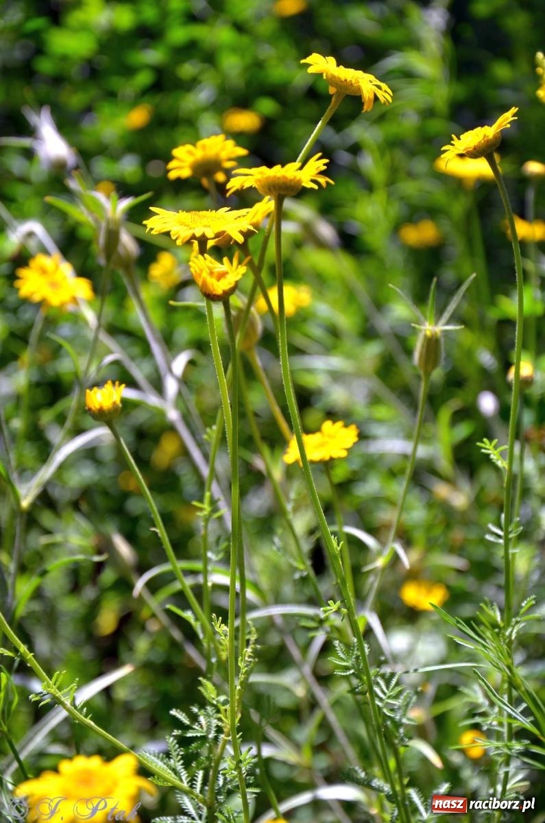 Zdjęcie w galerii na portalu naszraciborz.pl: Asfalciarnia i teren w Studziennej – mieszkańcy sobie nie życzą! wiadomości z regionu