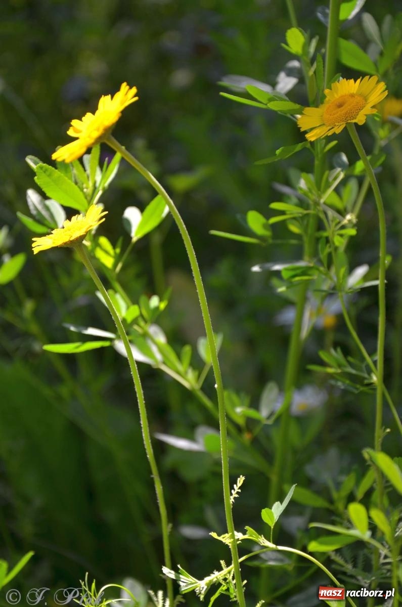 Zdjęcie w galerii na portalu naszraciborz.pl: Asfalciarnia i teren w Studziennej – mieszkańcy sobie nie życzą! wiadomości z regionu