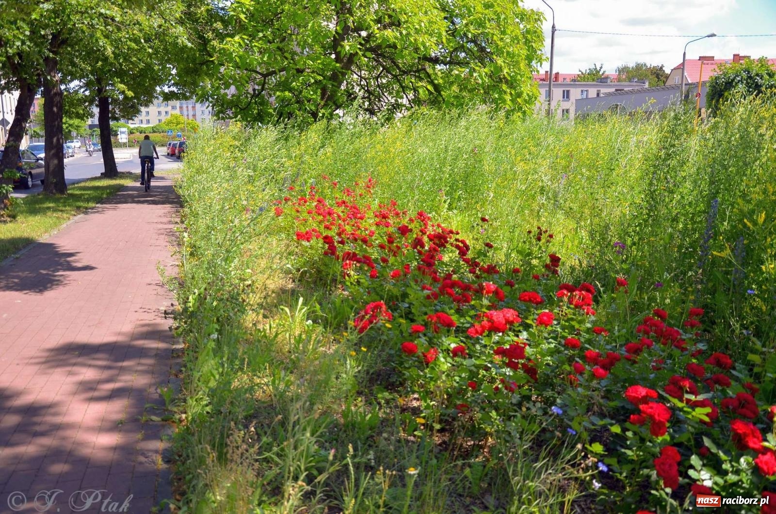 Zdjęcie w galerii na portalu naszraciborz.pl: Asfalciarnia i teren w Studziennej – mieszkańcy sobie nie życzą! wiadomości z regionu