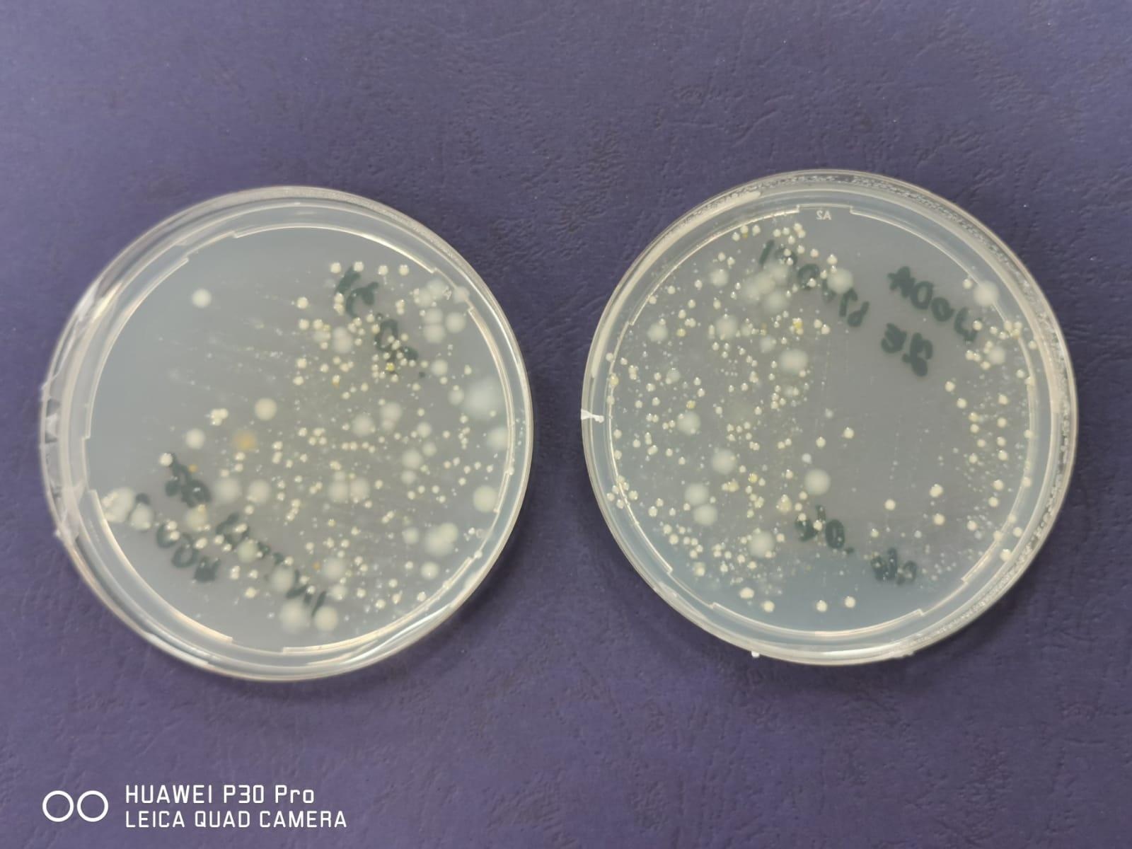 Zdjęcie w galerii na portalu naszraciborz.pl: Ekologia i mikrobiologia w CKZiU nr 1 Budowlanka - Gastronomik wiadomości z regionu