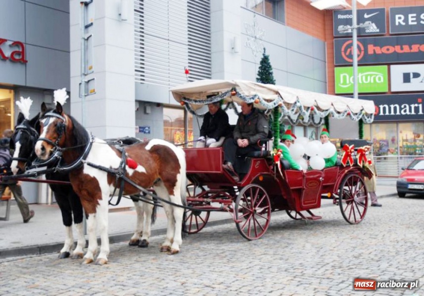 Zdjęcie w galerii na portalu naszraciborz.pl: Renifery zadomowią się w Raciborzu wiadomości z regionu