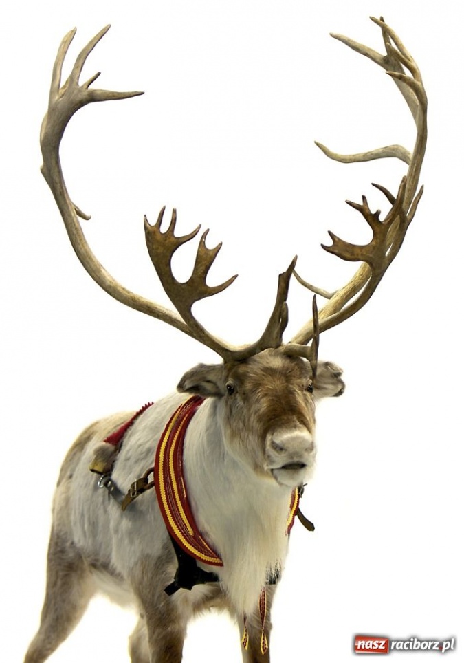 Zdjęcie w galerii na portalu naszraciborz.pl: Renifery zadomowią się w Raciborzu wiadomości z regionu