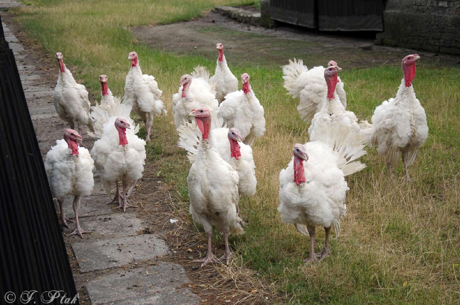 Zdjęcie w galerii na portalu naszraciborz.pl: Strażacy z Babic na 120-lecie jednostki dostali nowy sztandar [FOTO i WIDEO] wiadomości z regionu