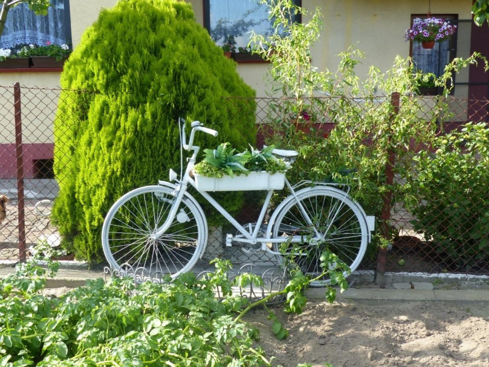 Zdjęcie w galerii na portalu naszraciborz.pl: Najładniejsze ogrody sołectwa Moravia w Krzanowicach w TVP wiadomości z regionu