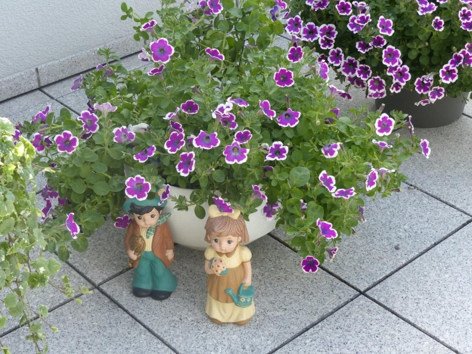 Zdjęcie w galerii na portalu naszraciborz.pl: Najładniejsze ogrody sołectwa Moravia w Krzanowicach w TVP wiadomości z regionu