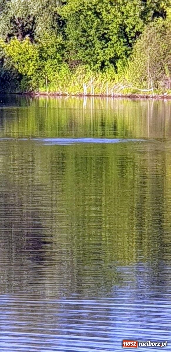 Zdjęcie w galerii na portalu naszraciborz.pl: Czwarta ofiara żwirowni w tym roku. Strażacy szukają ciała 39-latka [FOTO] wiadomości z regionu
