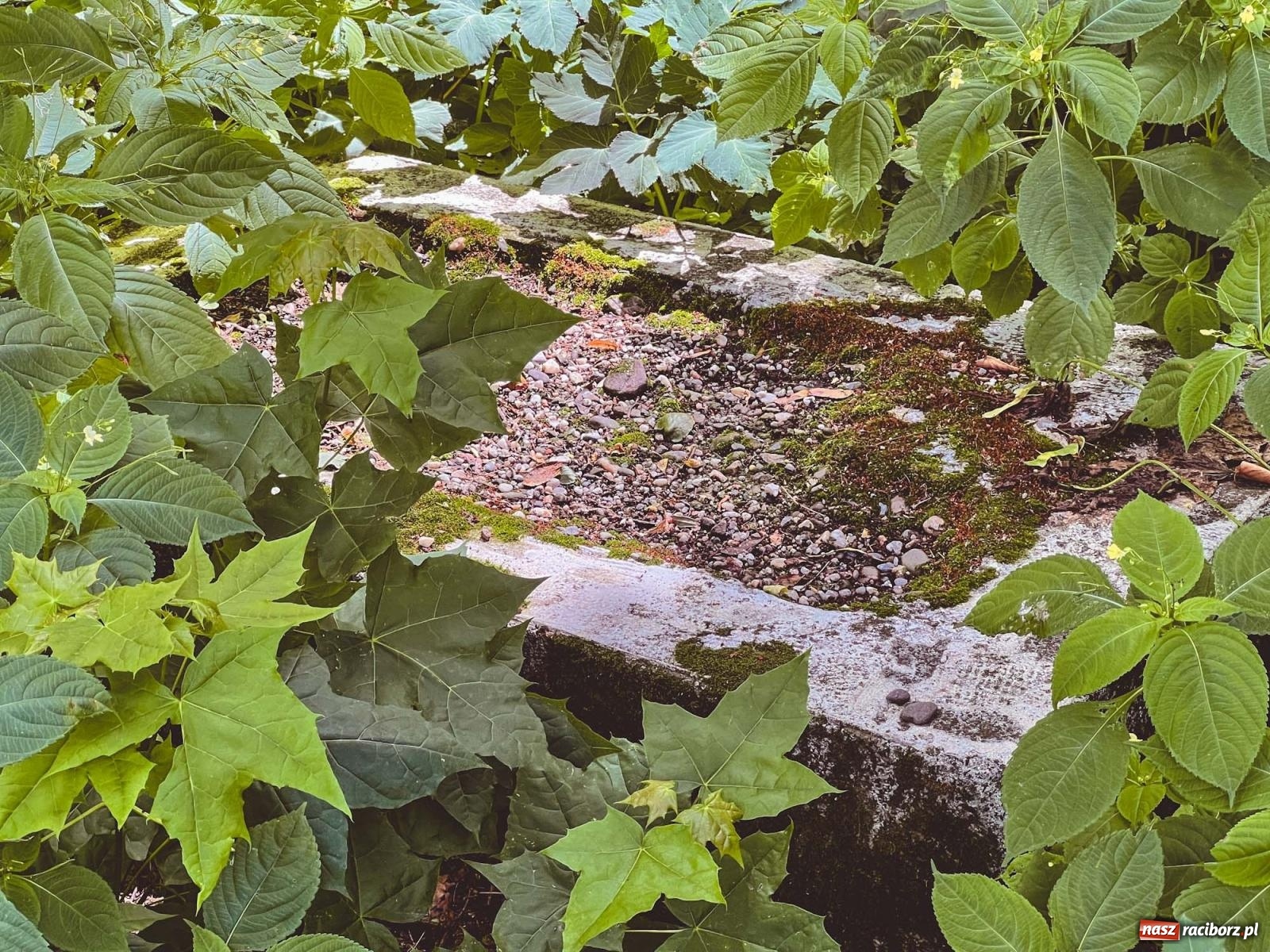 Zdjęcie w galerii na portalu naszraciborz.pl: Tajemnice mauzoleum rodziny von Eickstedt [FOTO i WIDEO] wiadomości z regionu