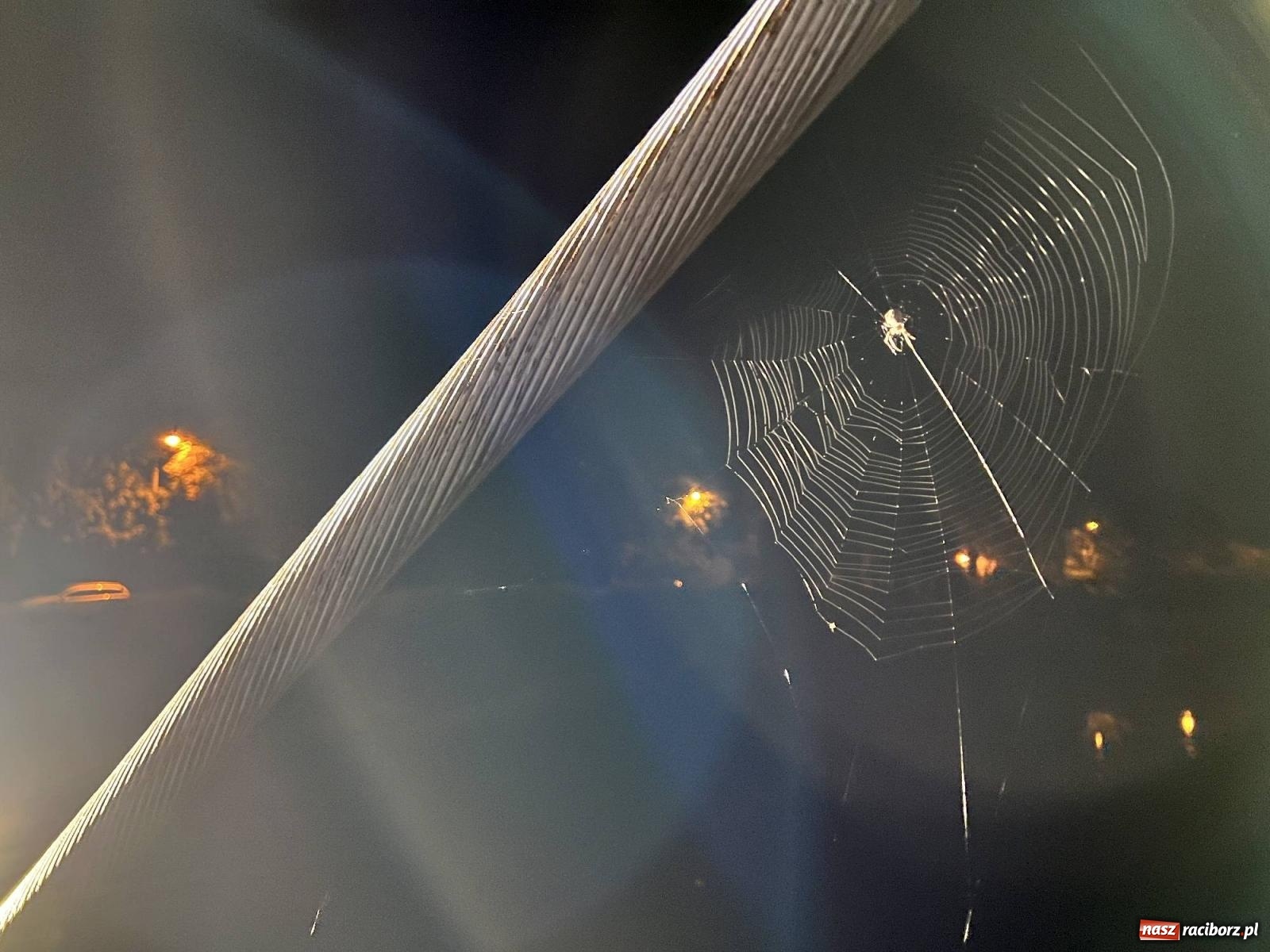 Zdjęcie w galerii na portalu naszraciborz.pl: Raciborskie iluminacje. Zobaczcie, jak podświetlano zabytki i kładkę na Odrze [FOTO i WIDEO] wiadomości z regionu