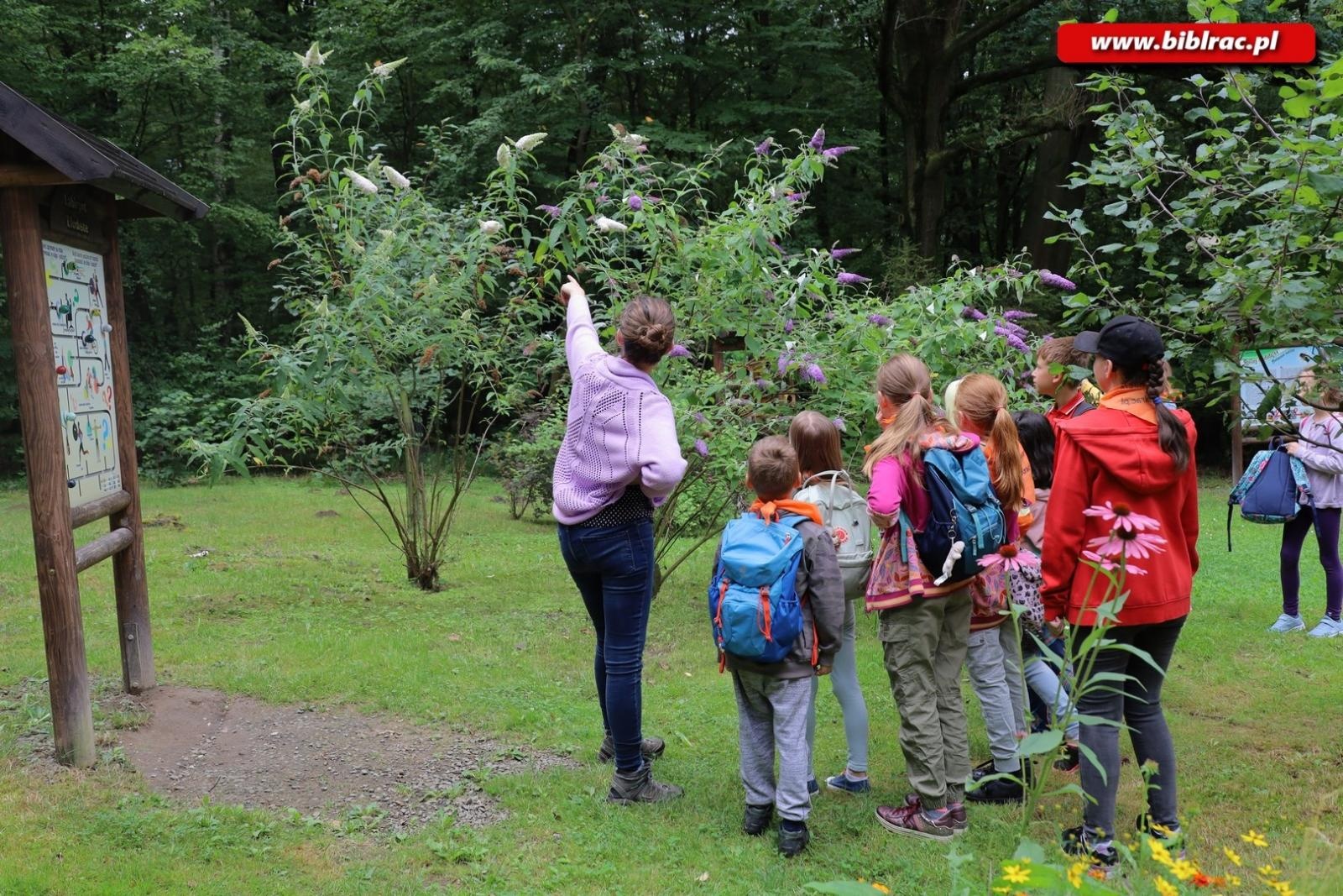 Zdjęcie w galerii na portalu naszraciborz.pl: Rośliny owadopylne, owady roślinopylne – warsztaty w Arboretum wiadomości z regionu