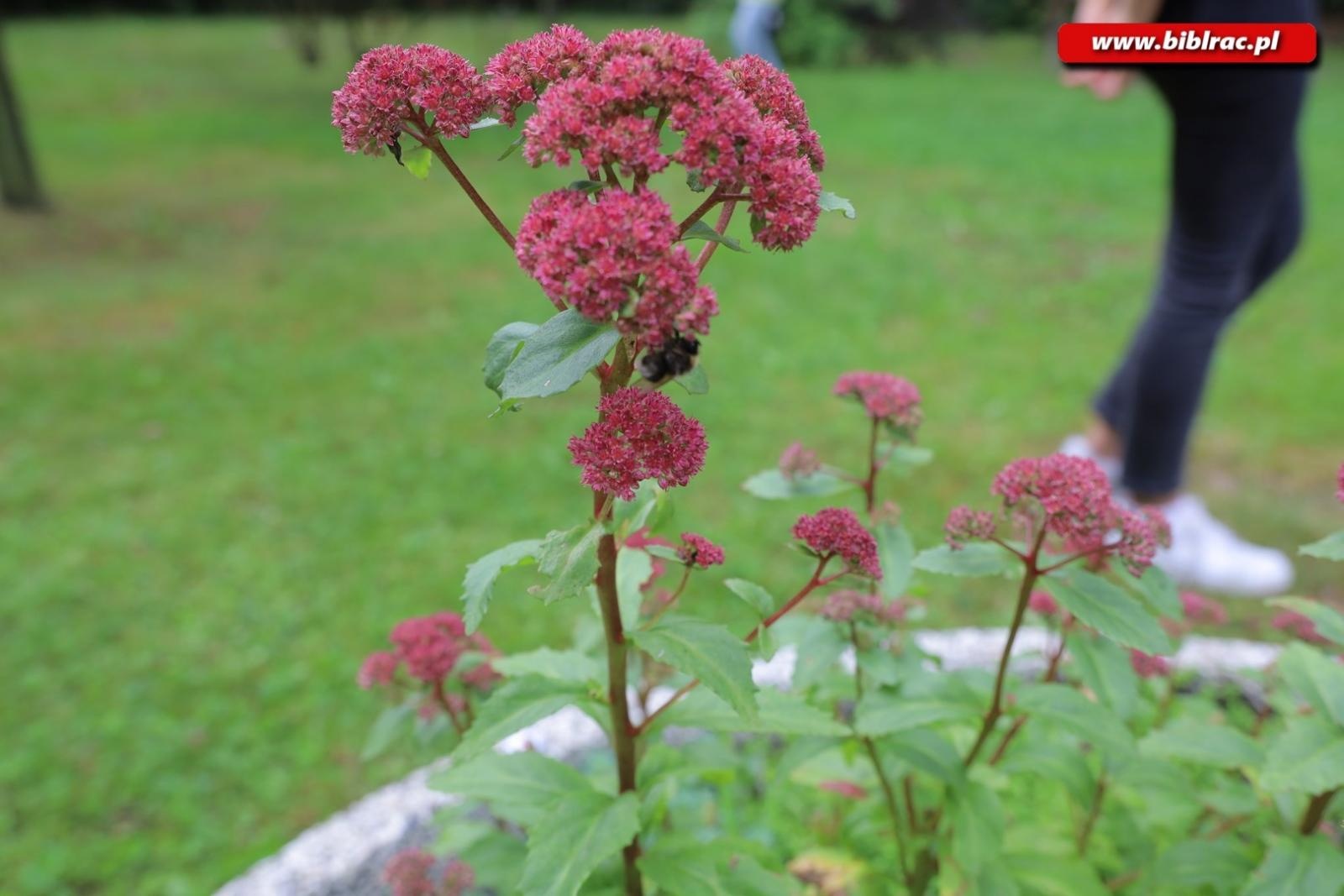 Zdjęcie w galerii na portalu naszraciborz.pl: Rośliny owadopylne, owady roślinopylne – warsztaty w Arboretum wiadomości z regionu