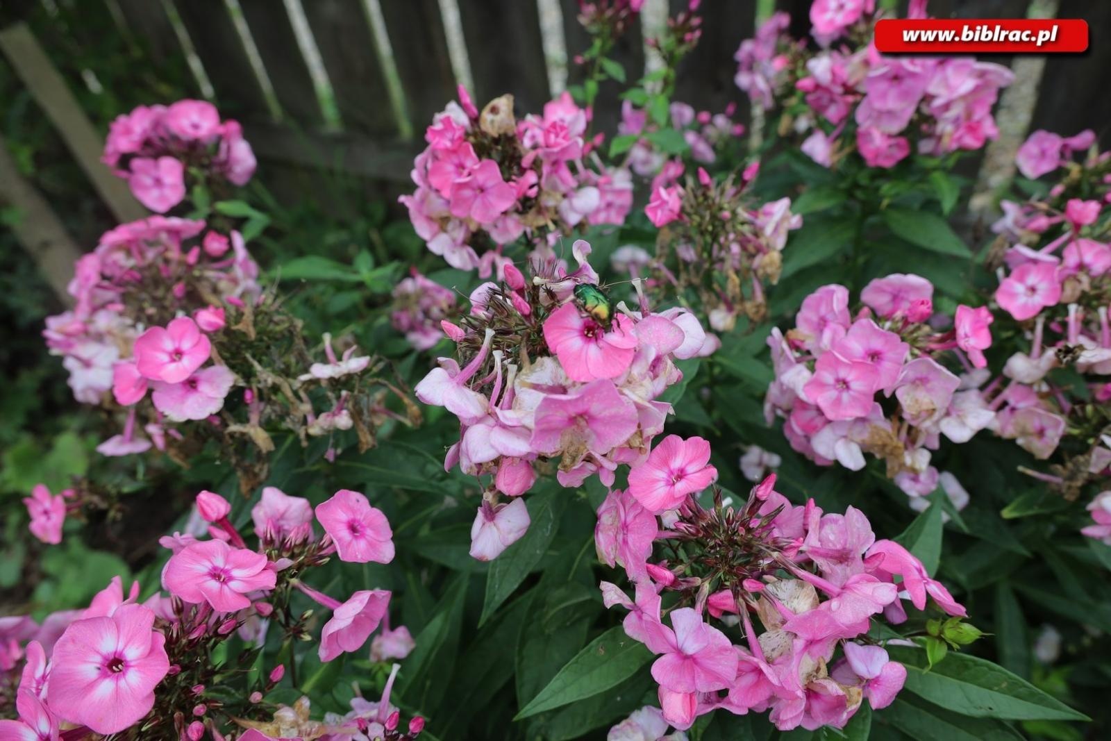 Zdjęcie w galerii na portalu naszraciborz.pl: Rośliny owadopylne, owady roślinopylne – warsztaty w Arboretum wiadomości z regionu