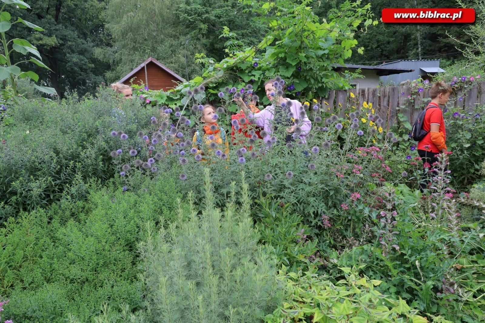 Zdjęcie w galerii na portalu naszraciborz.pl: Rośliny owadopylne, owady roślinopylne – warsztaty w Arboretum wiadomości z regionu