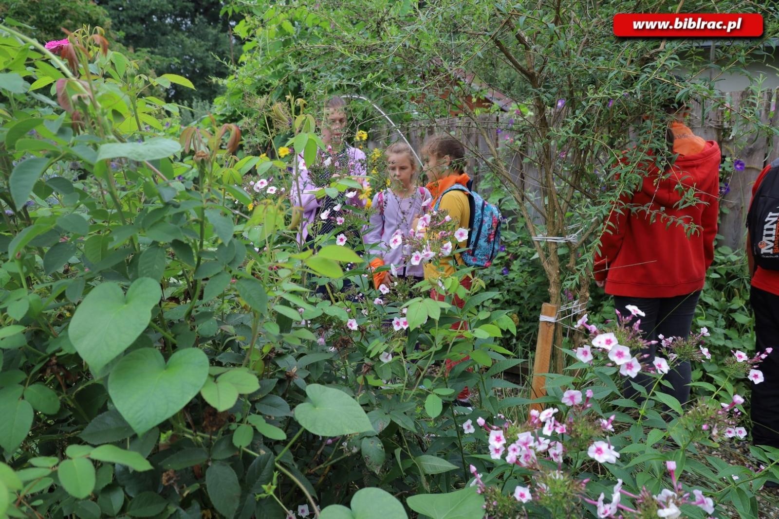 Zdjęcie w galerii na portalu naszraciborz.pl: Rośliny owadopylne, owady roślinopylne – warsztaty w Arboretum wiadomości z regionu