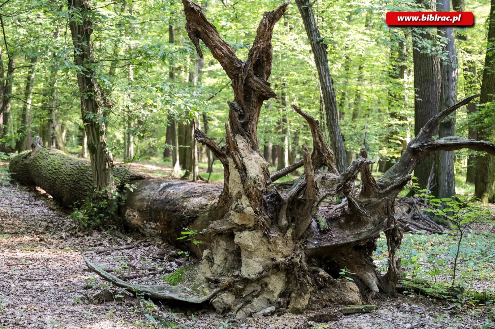 Zdjęcie w galerii na portalu naszraciborz.pl: W pobliżu grabu zrośniętego z sosną. Botaniczny spacer z biblioteką w Arboretum wiadomości z regionu