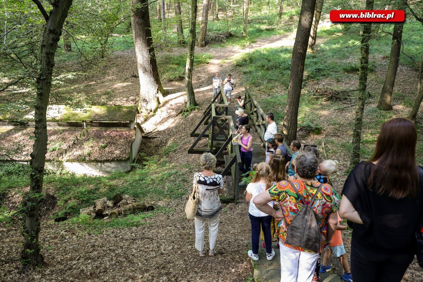 Zdjęcie w galerii na portalu naszraciborz.pl: W pobliżu grabu zrośniętego z sosną. Botaniczny spacer z biblioteką w Arboretum wiadomości z regionu