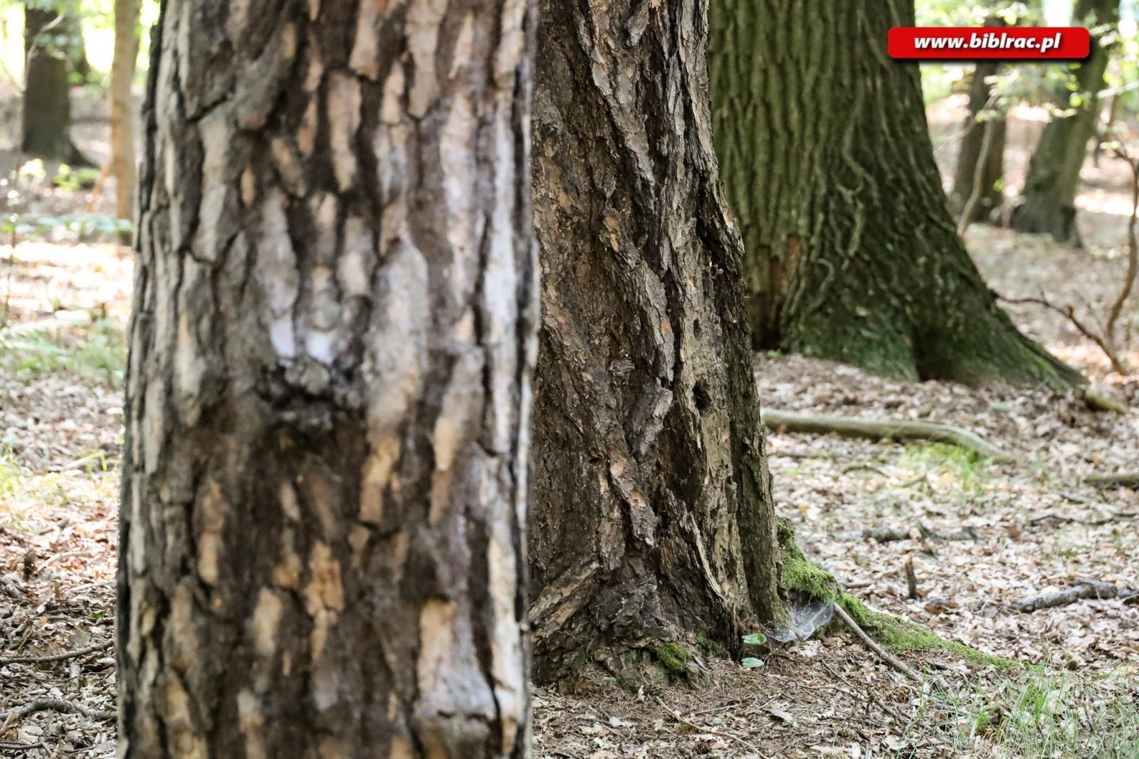 Zdjęcie w galerii na portalu naszraciborz.pl: W pobliżu grabu zrośniętego z sosną. Botaniczny spacer z biblioteką w Arboretum wiadomości z regionu