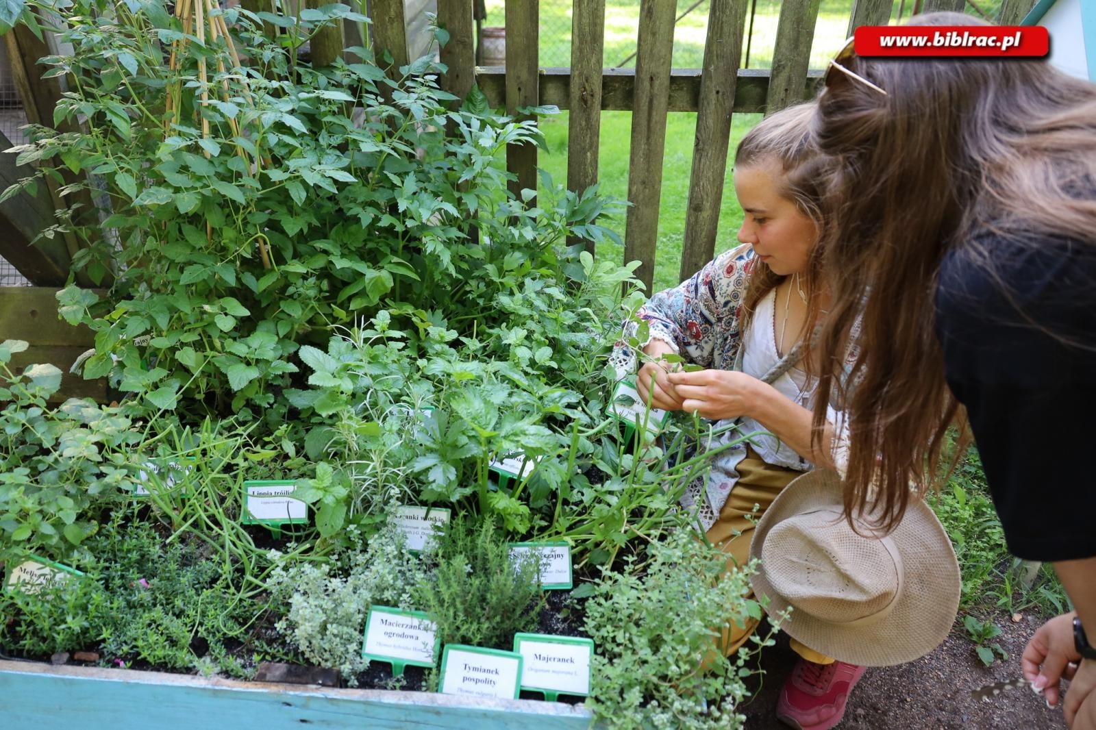 Zdjęcie w galerii na portalu naszraciborz.pl: W pobliżu grabu zrośniętego z sosną. Botaniczny spacer z biblioteką w Arboretum wiadomości z regionu