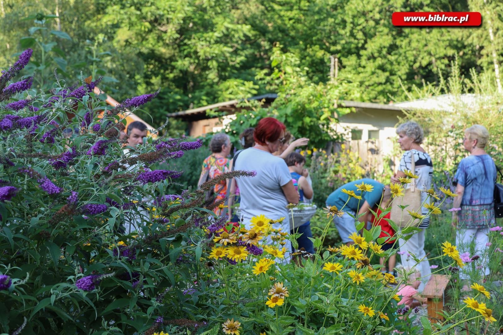 Zdjęcie w galerii na portalu naszraciborz.pl: W pobliżu grabu zrośniętego z sosną. Botaniczny spacer z biblioteką w Arboretum wiadomości z regionu