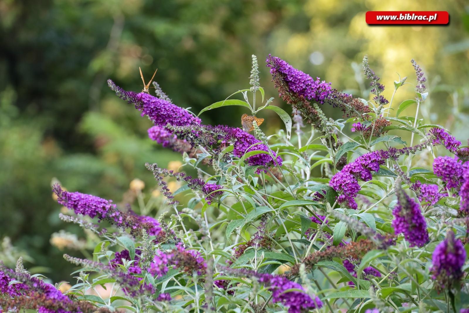Zdjęcie w galerii na portalu naszraciborz.pl: W pobliżu grabu zrośniętego z sosną. Botaniczny spacer z biblioteką w Arboretum wiadomości z regionu