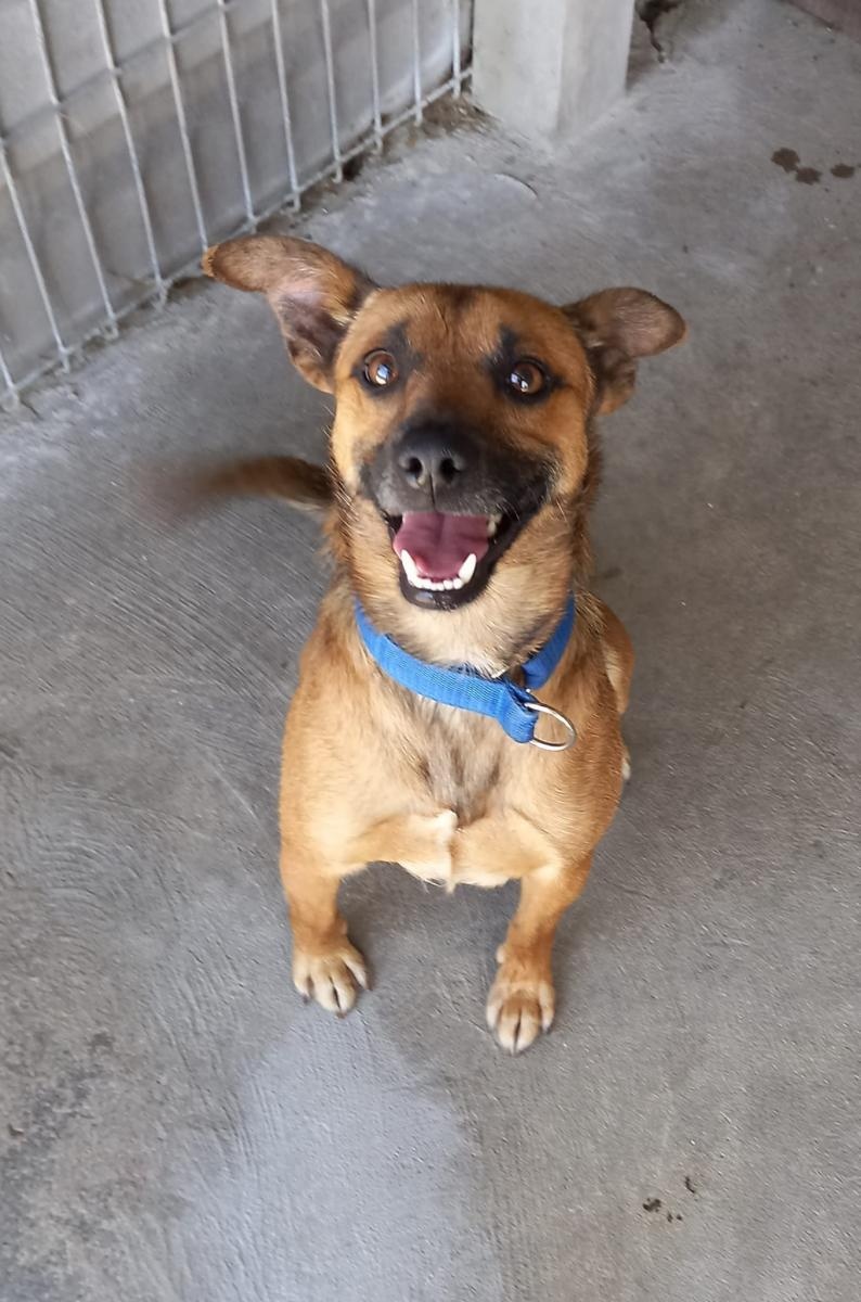 Zdjęcie w galerii na portalu naszraciborz.pl: Rebus pilnie szuka domu wiadomości z regionu