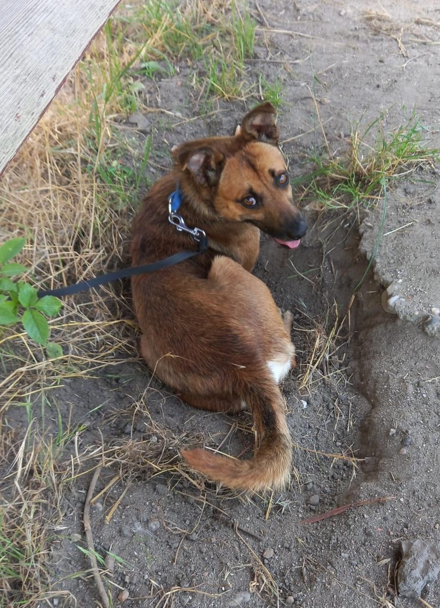 Zdjęcie w galerii na portalu naszraciborz.pl: Rebus pilnie szuka domu wiadomości z regionu